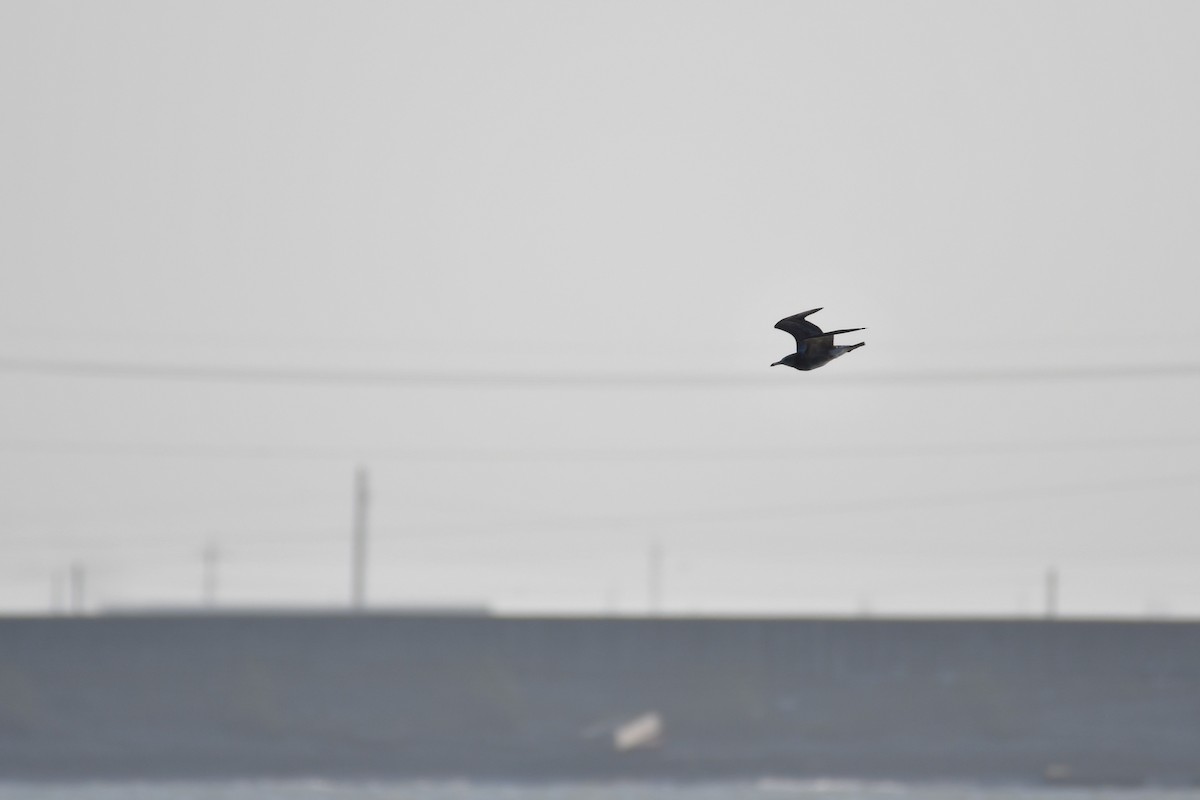 Black-tailed Gull - ML647494599