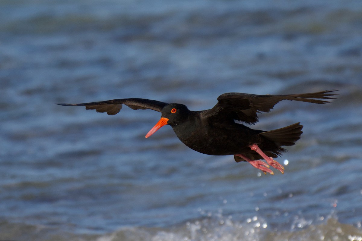 Ostrero Negro Australiano - ML647494600