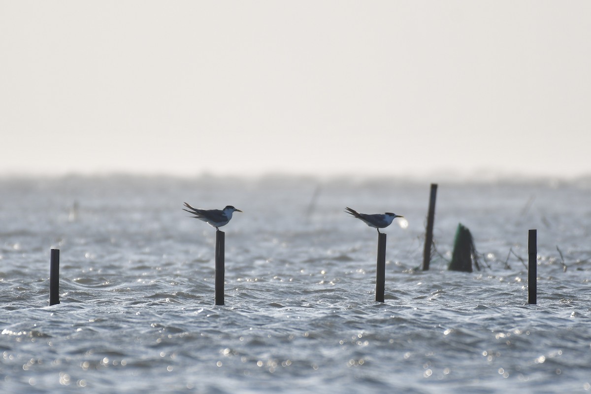 Great Crested Tern - ML647494601
