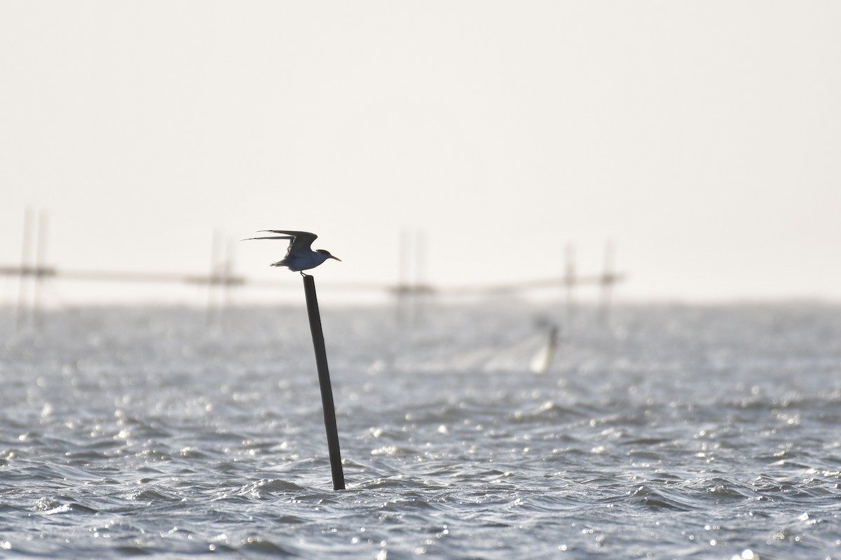 שחפית צהובת-מקור - ML647494602