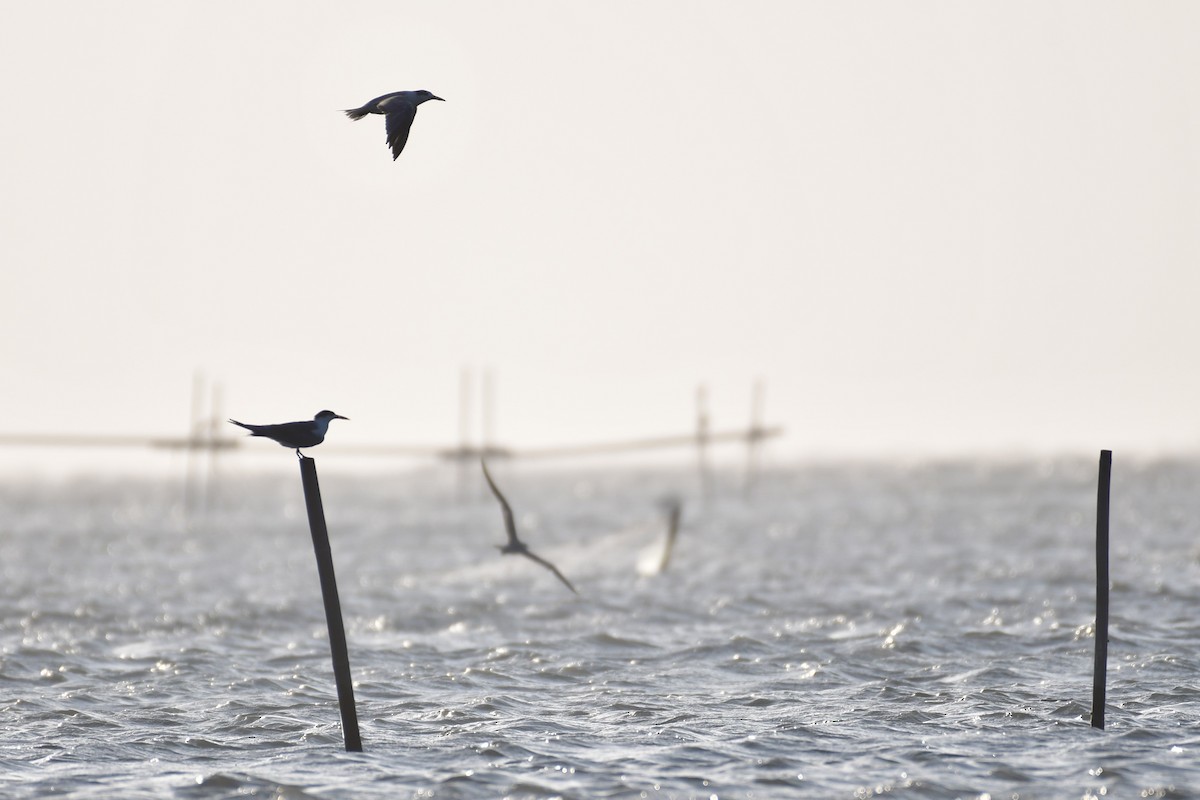 שחפית צהובת-מקור - ML647494603