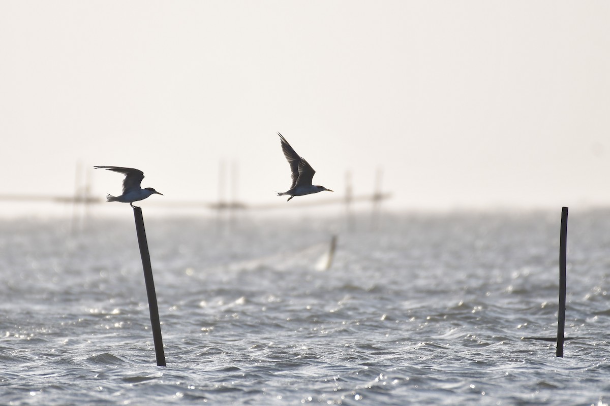 שחפית צהובת-מקור - ML647494604