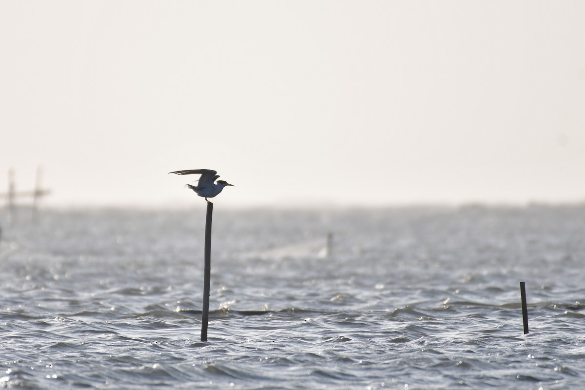 Great Crested Tern - ML647494605