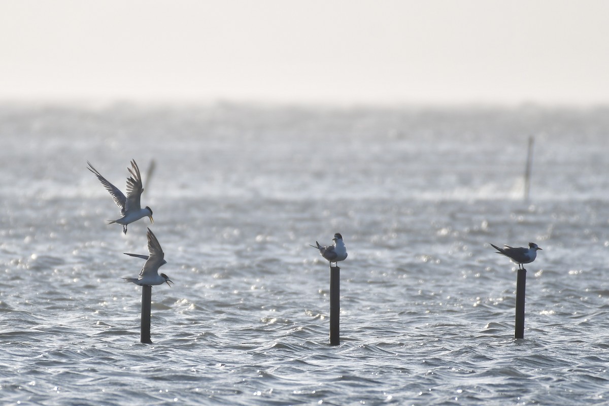 שחפית צהובת-מקור - ML647494606
