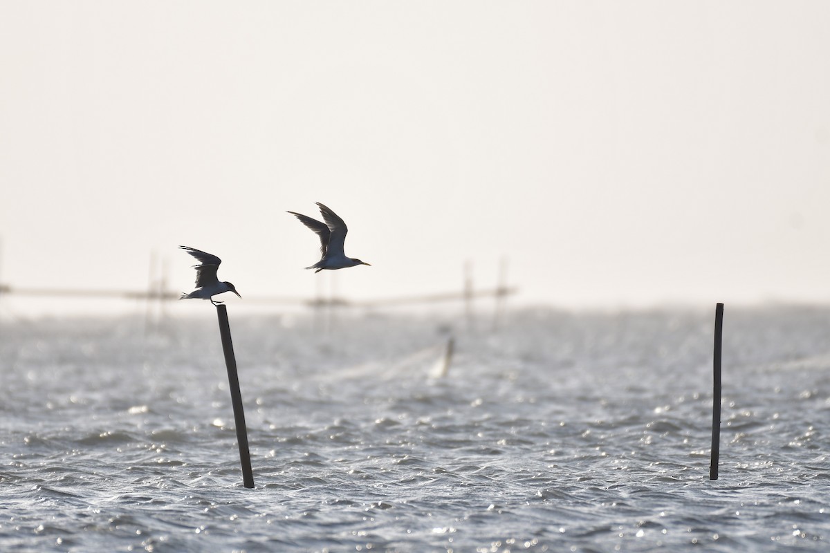 שחפית צהובת-מקור - ML647494607