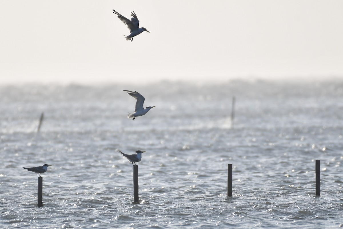 שחפית צהובת-מקור - ML647494608