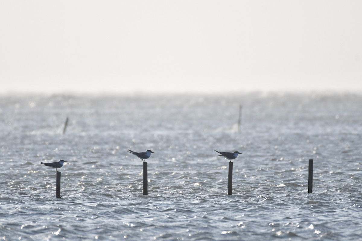 שחפית צהובת-מקור - ML647494609