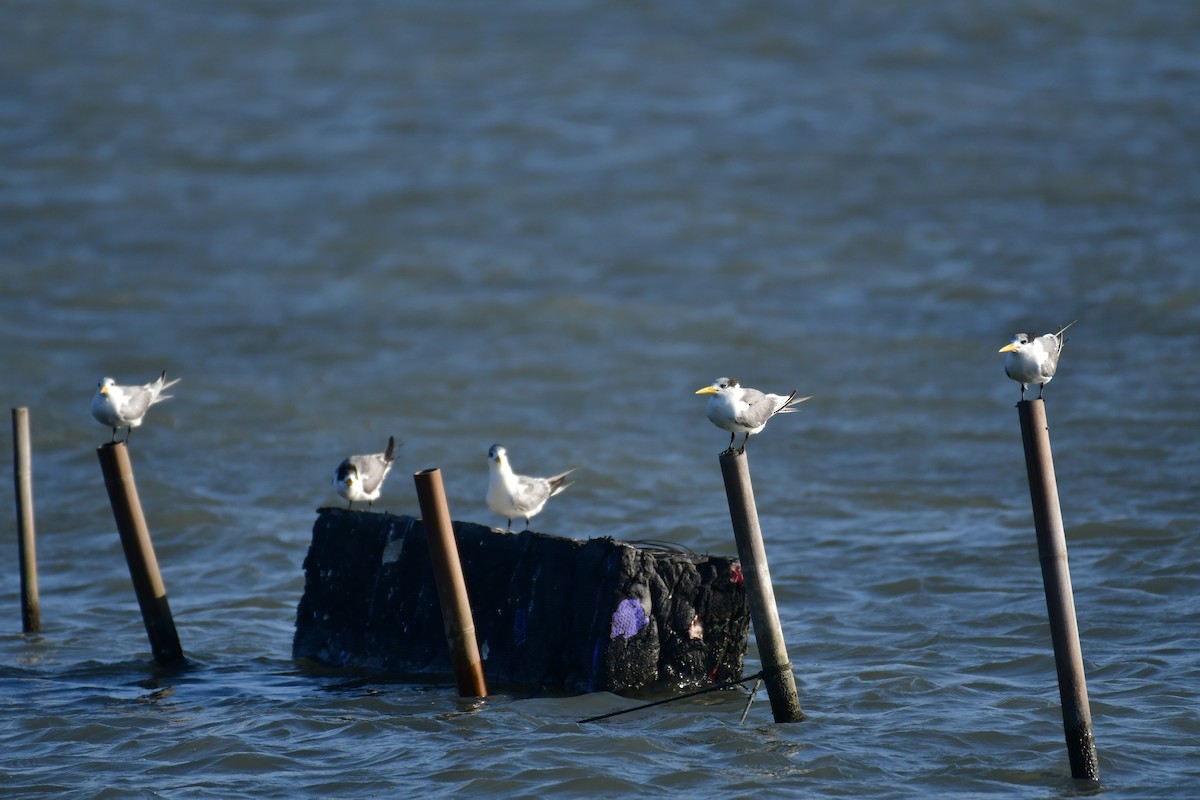 Great Crested Tern - ML647494610