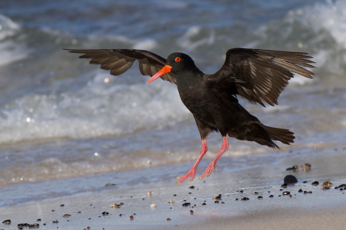 Ostrero Negro Australiano - ML647494612