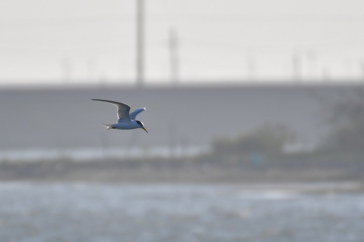 Chinese Crested Tern - ML647494613