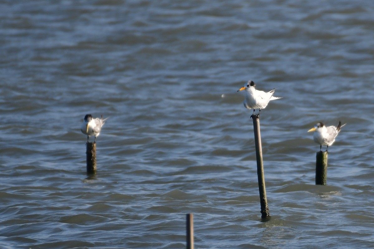 Chinese Crested Tern - ML647494614