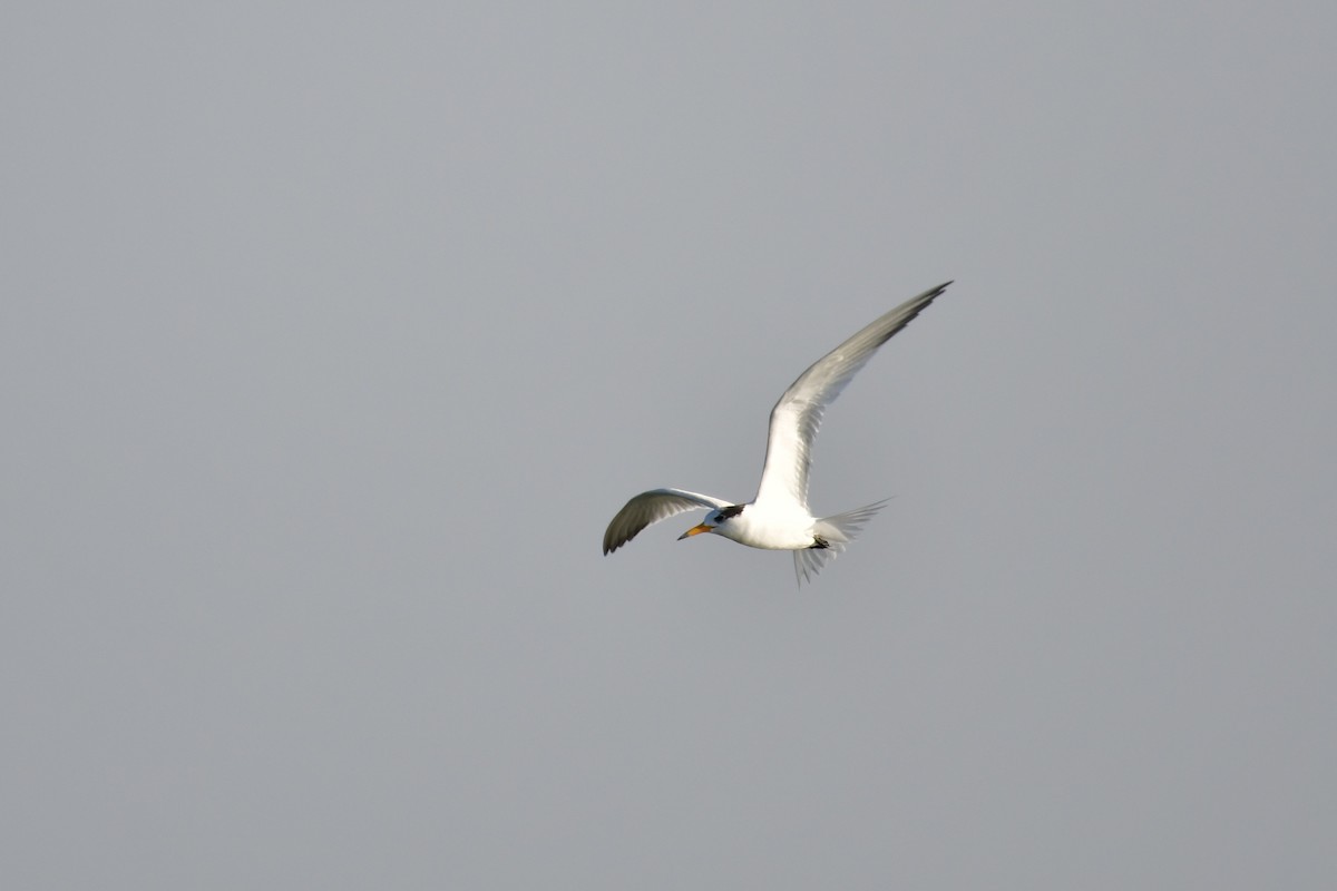 Chinese Crested Tern - ML647494615