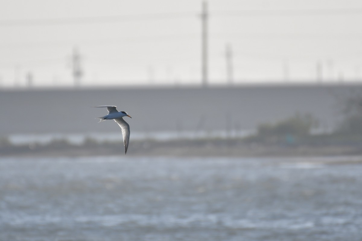 Chinese Crested Tern - ML647494616