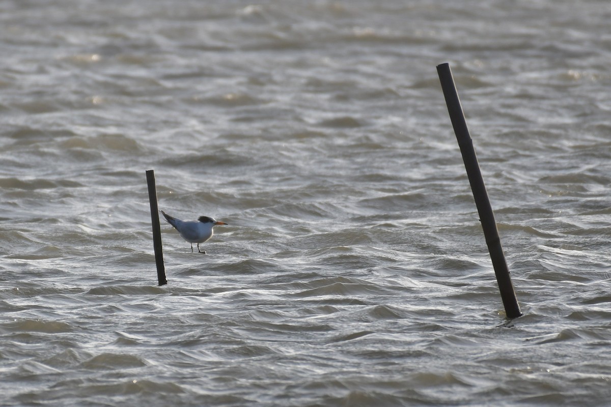 Chinese Crested Tern - ML647494617