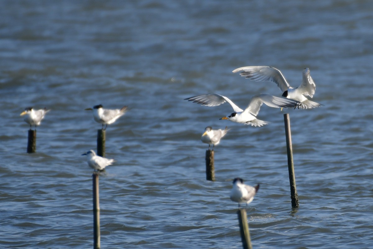 Chinese Crested Tern - ML647494618