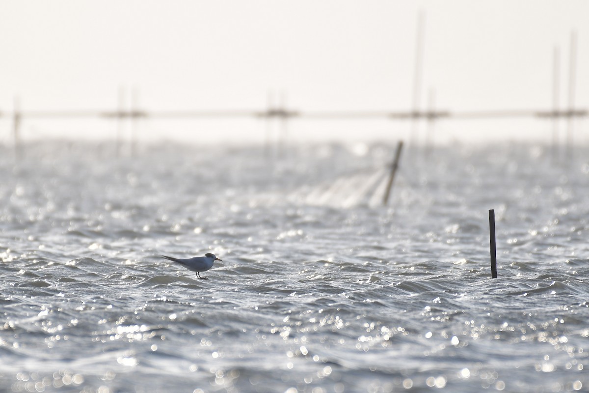 Chinese Crested Tern - ML647494619