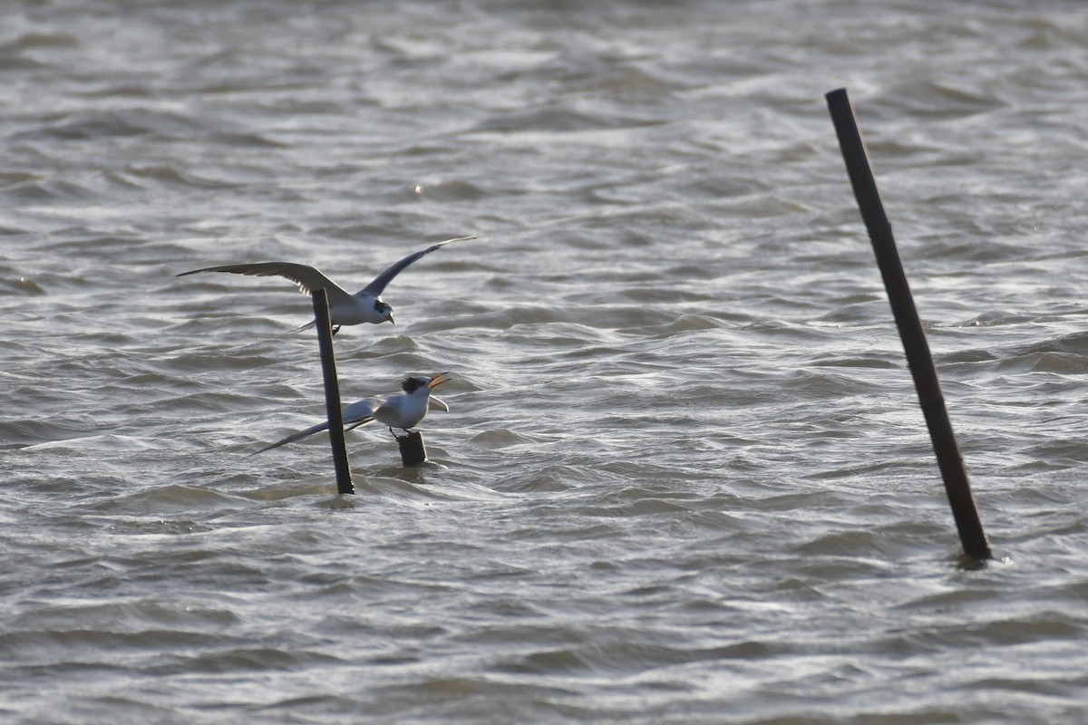 Chinese Crested Tern - ML647494620