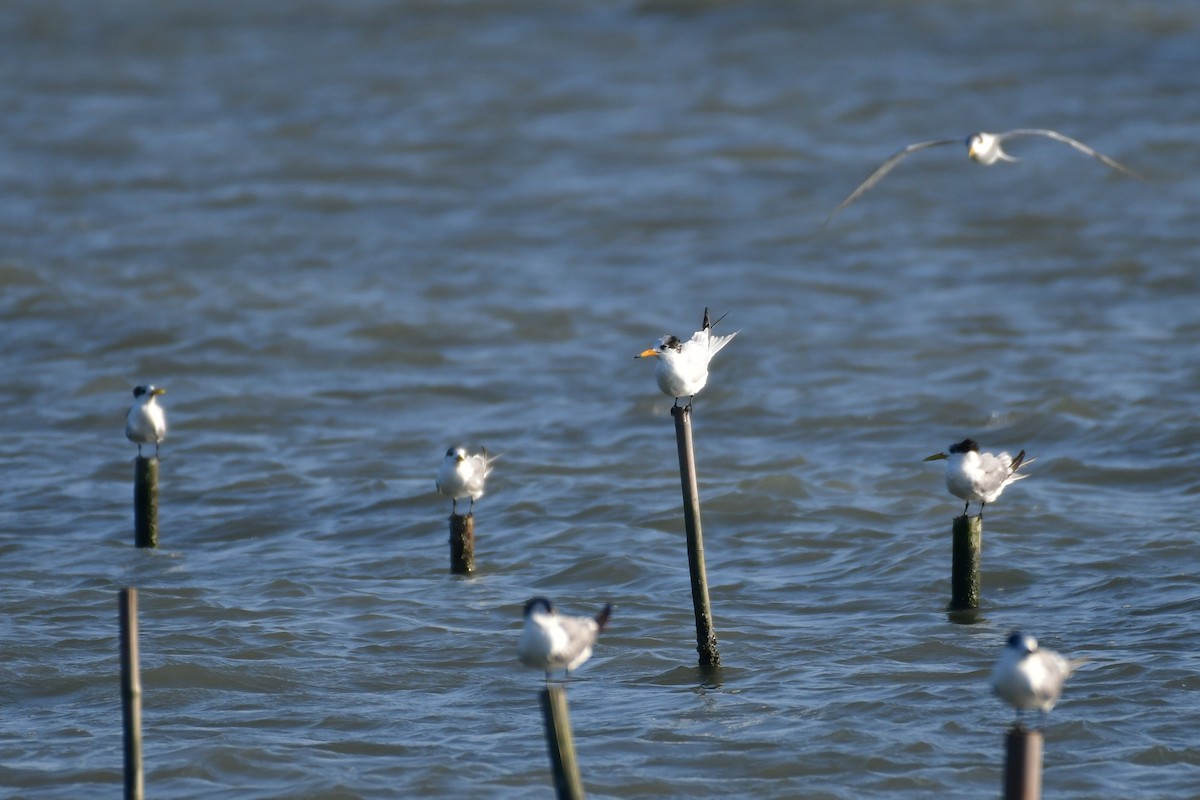 Chinese Crested Tern - ML647494621