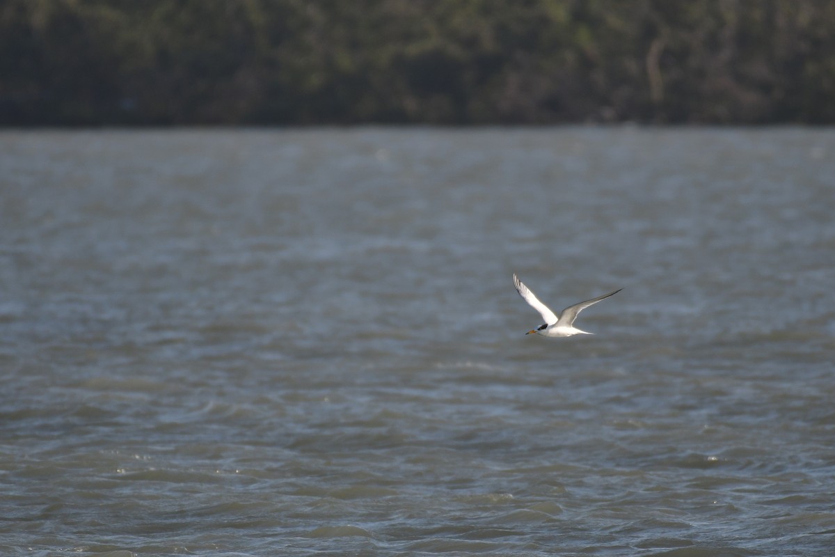 Chinese Crested Tern - ML647494622