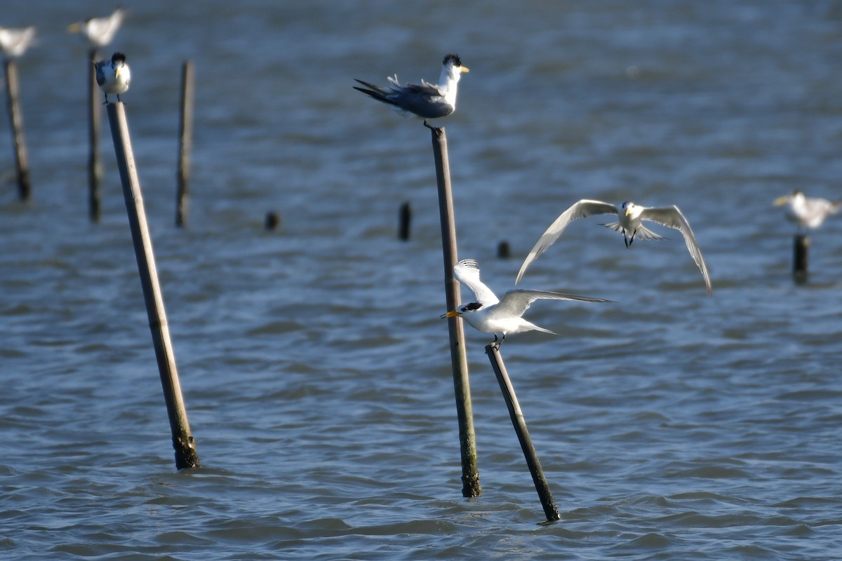 Chinese Crested Tern - ML647494623