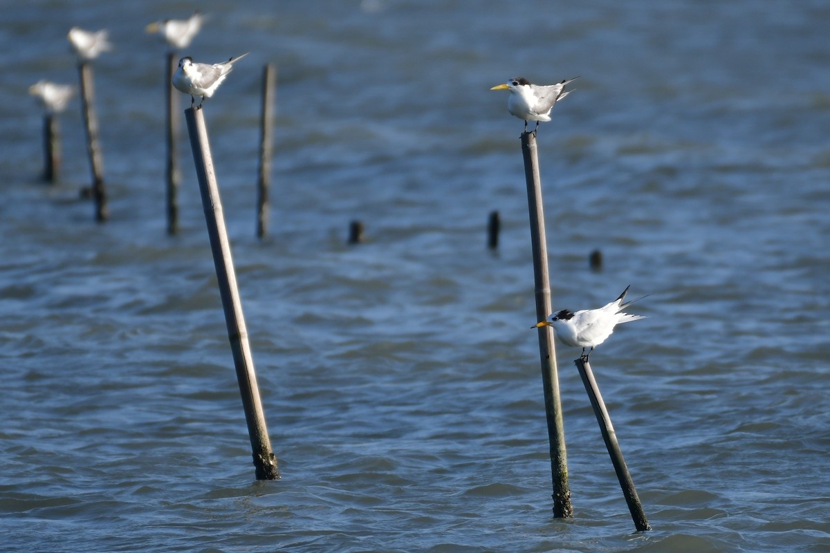 Chinese Crested Tern - ML647494624