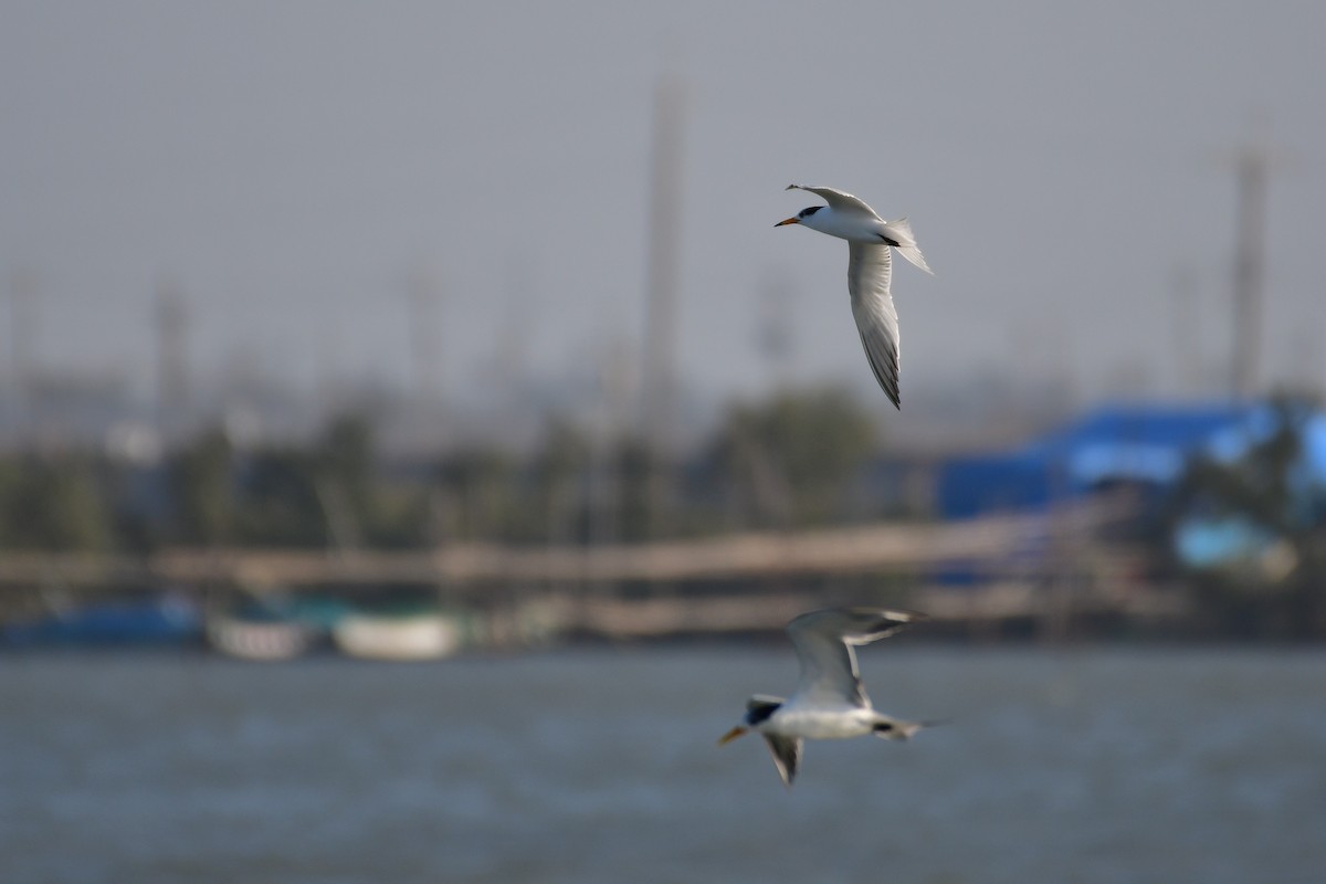 Chinese Crested Tern - ML647494625