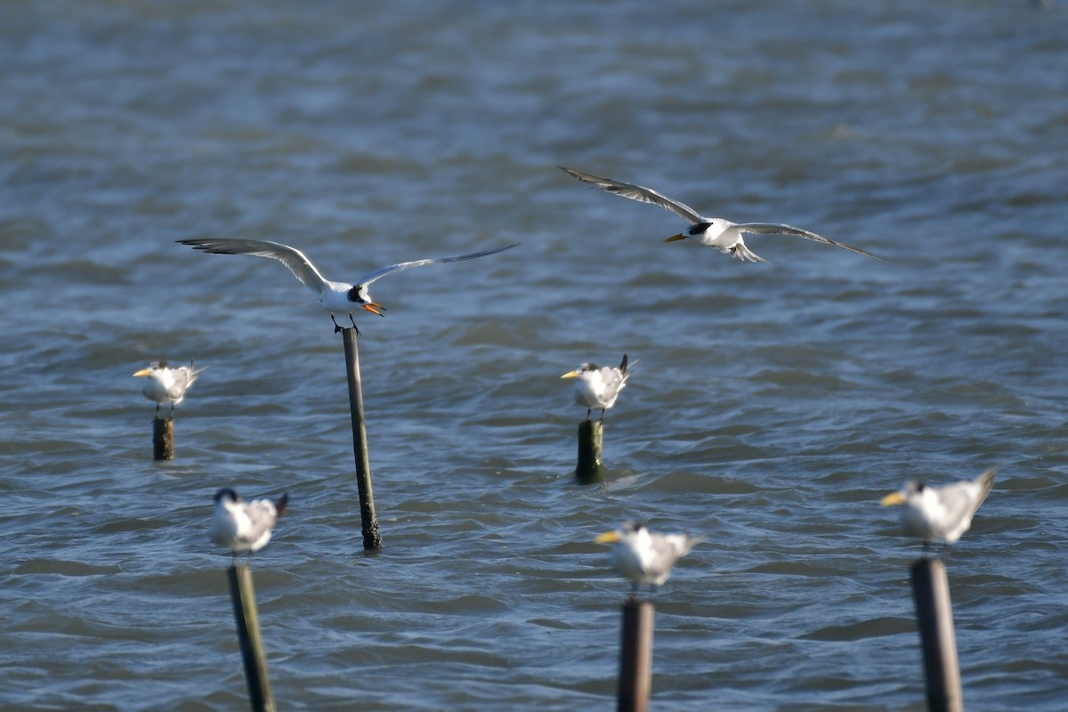Chinese Crested Tern - ML647494626