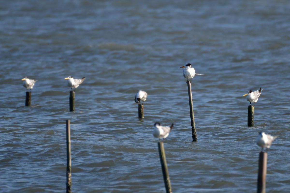 Chinese Crested Tern - ML647494627