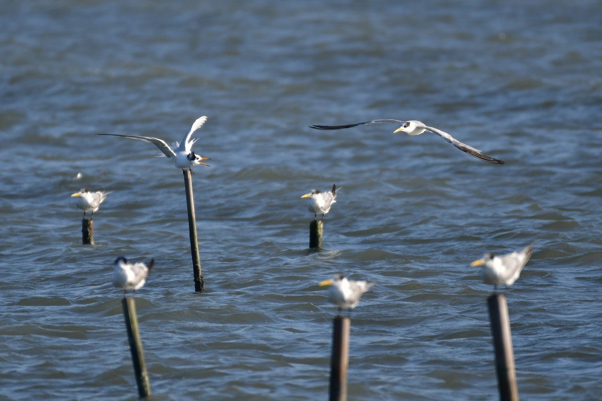 Chinese Crested Tern - ML647494628