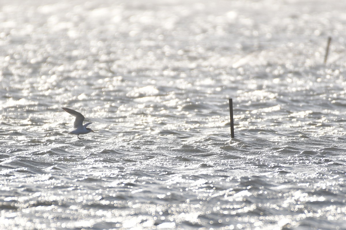 Chinese Crested Tern - ML647494629