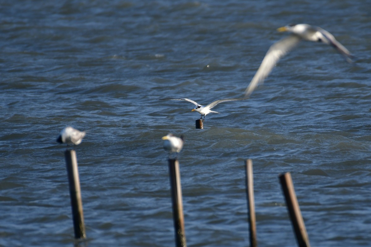 Chinese Crested Tern - ML647494630