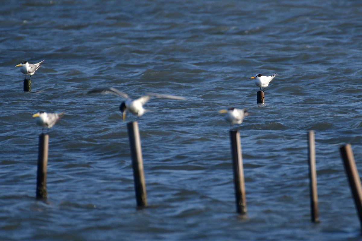 Chinese Crested Tern - ML647494631