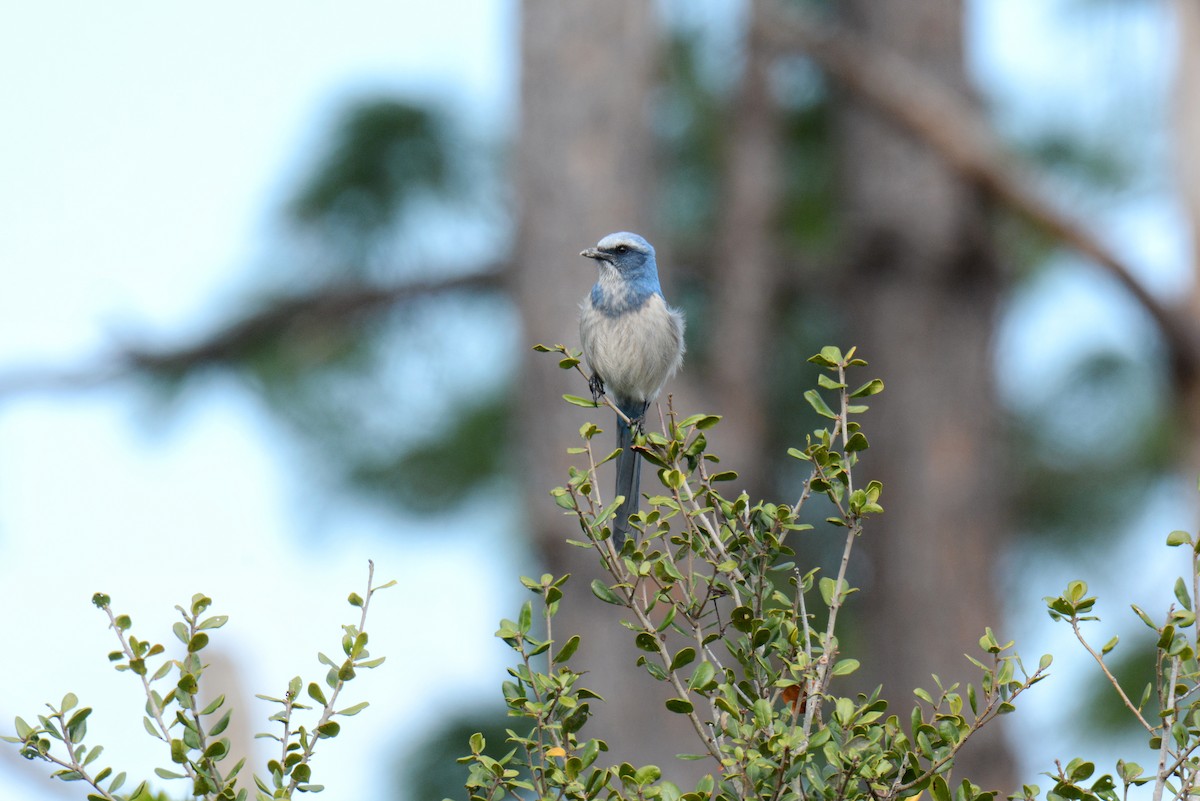 Chara Floridana - ML647494639