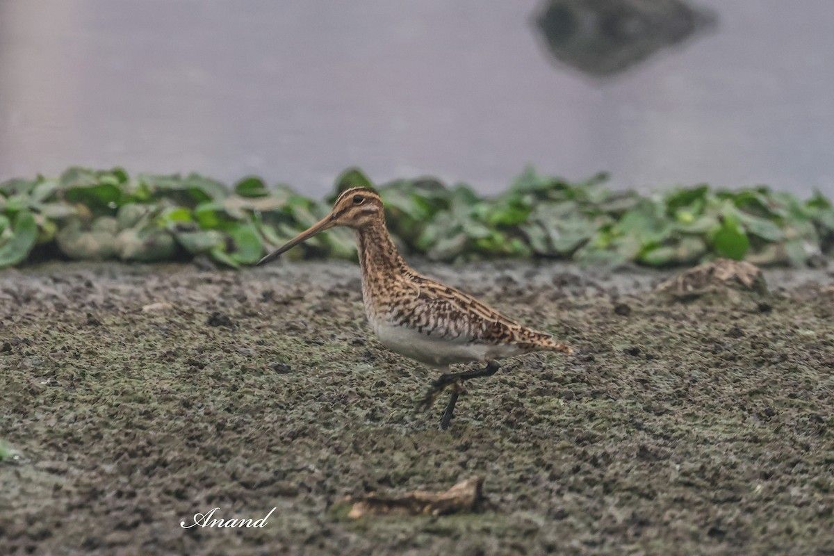 Agachadiza Común - ML647494641