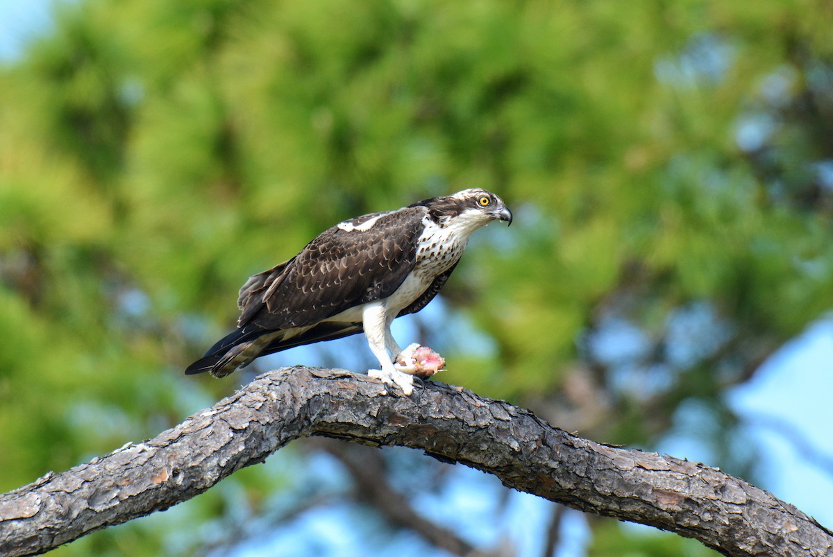 Águila Pescadora - ML647494642