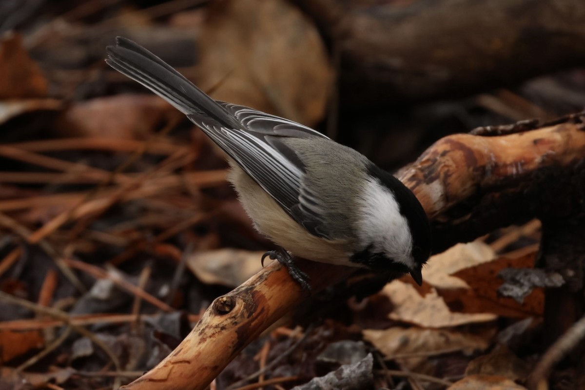 Carbonero Cabecinegro - ML647494643