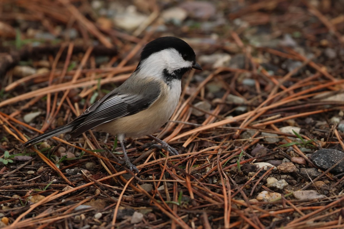 Carbonero Cabecinegro - ML647494644