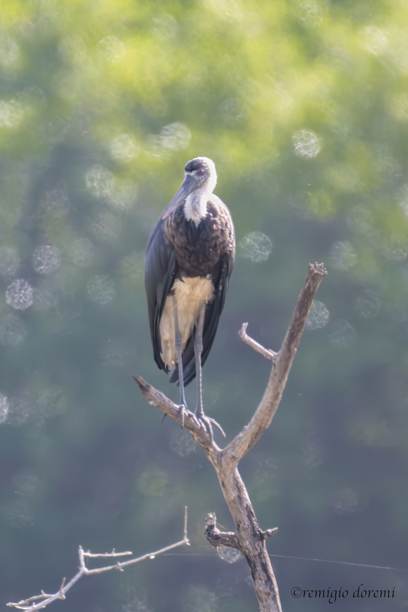 Cigüeña Lanuda Africana - ML647494645