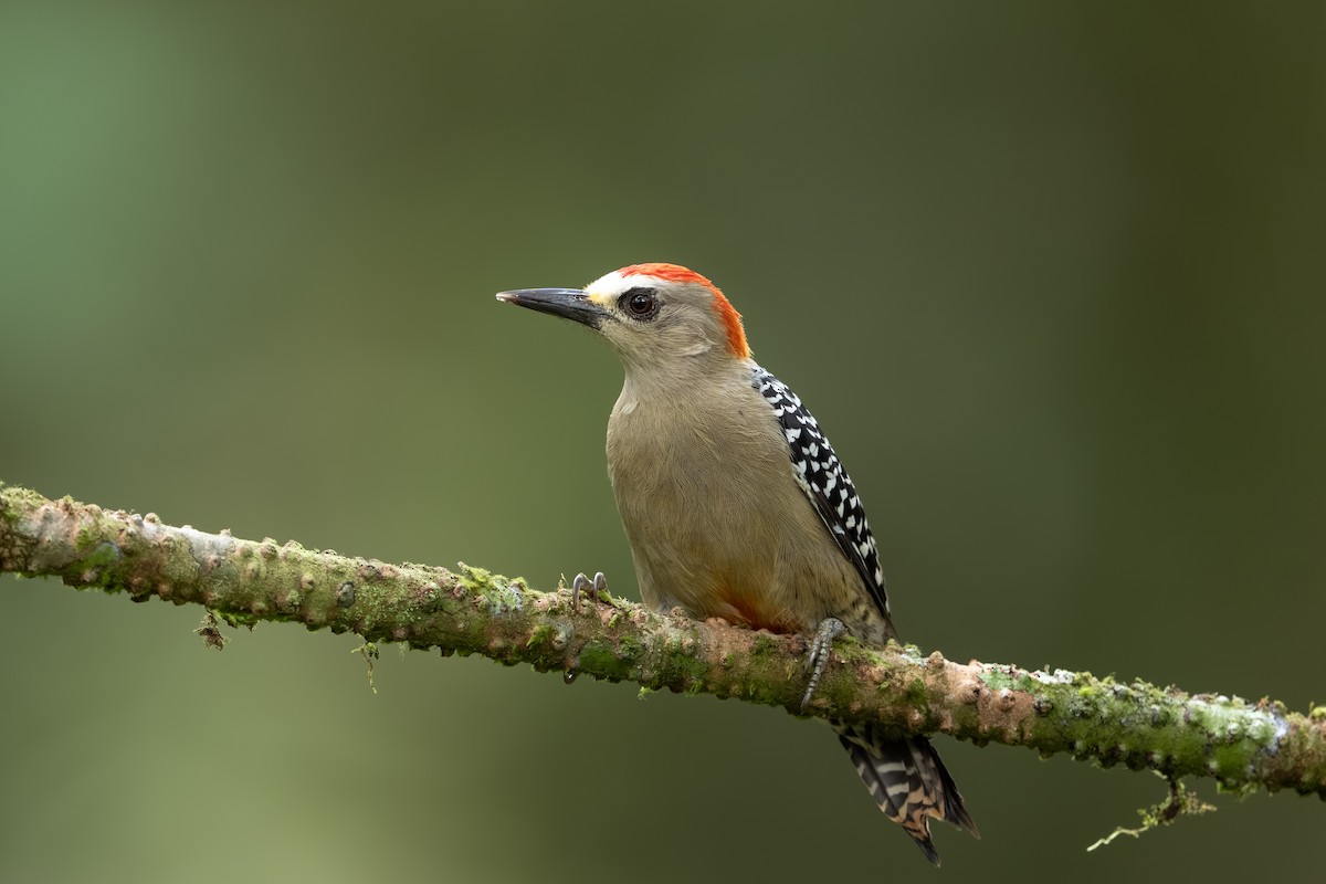 Carpintero Coronirrojo - ML647494646