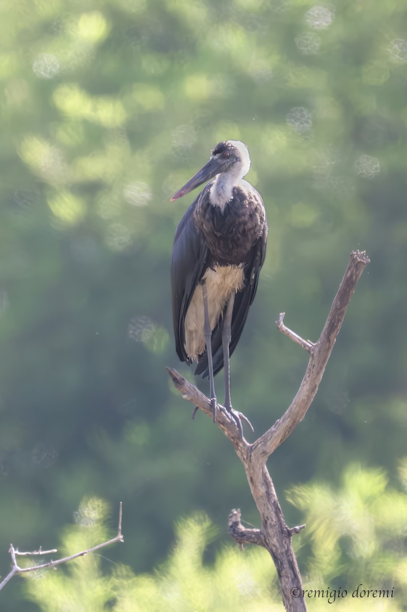Cigüeña Lanuda Africana - ML647494648