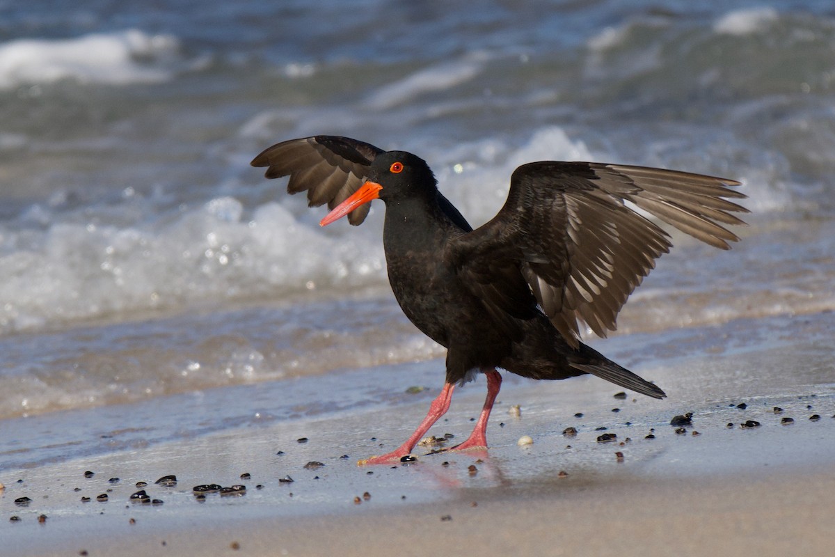 Ostrero Negro Australiano - ML647494649