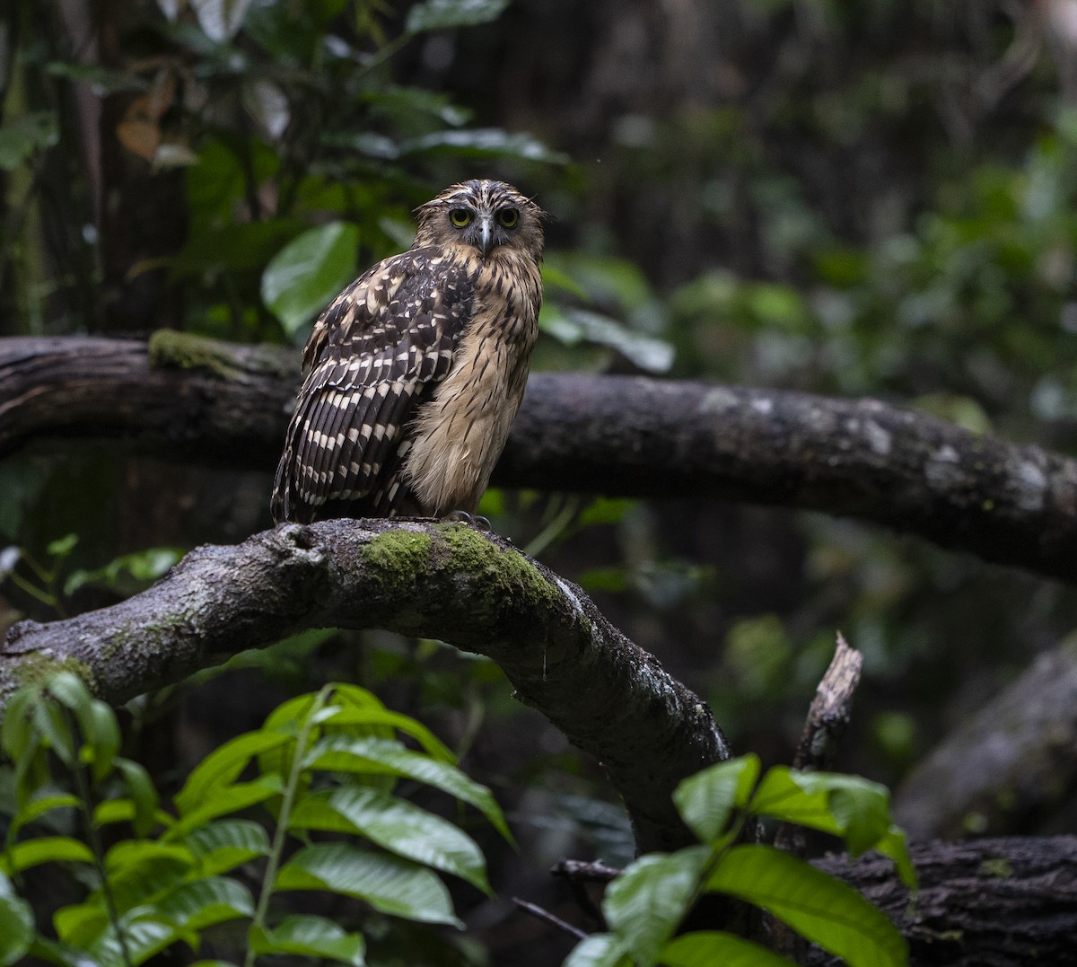 Búho Pescador Malayo - ML647494650
