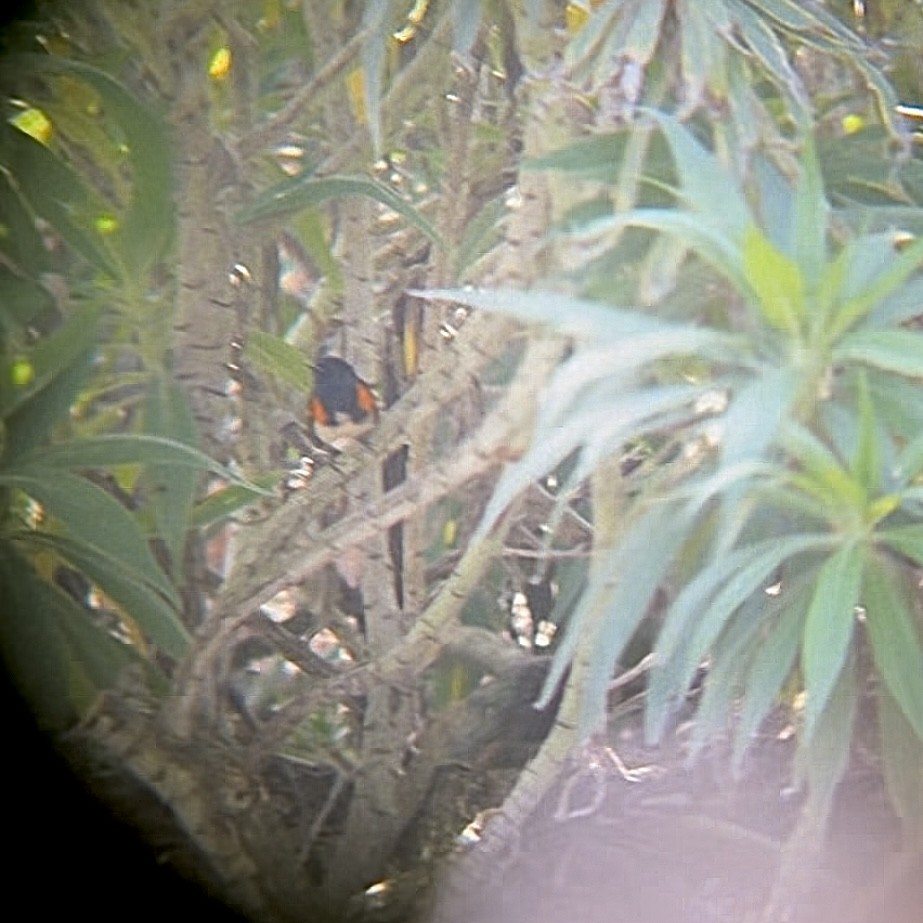 Candelita Norteña - ML647494651