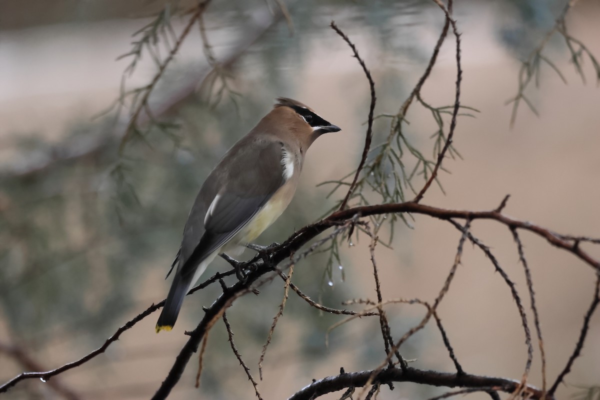 Ampelis Americano - ML647494652