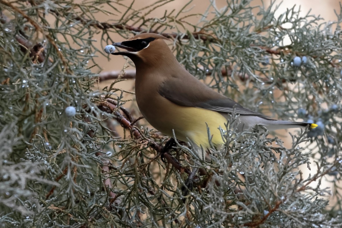 Ampelis Americano - ML647494653