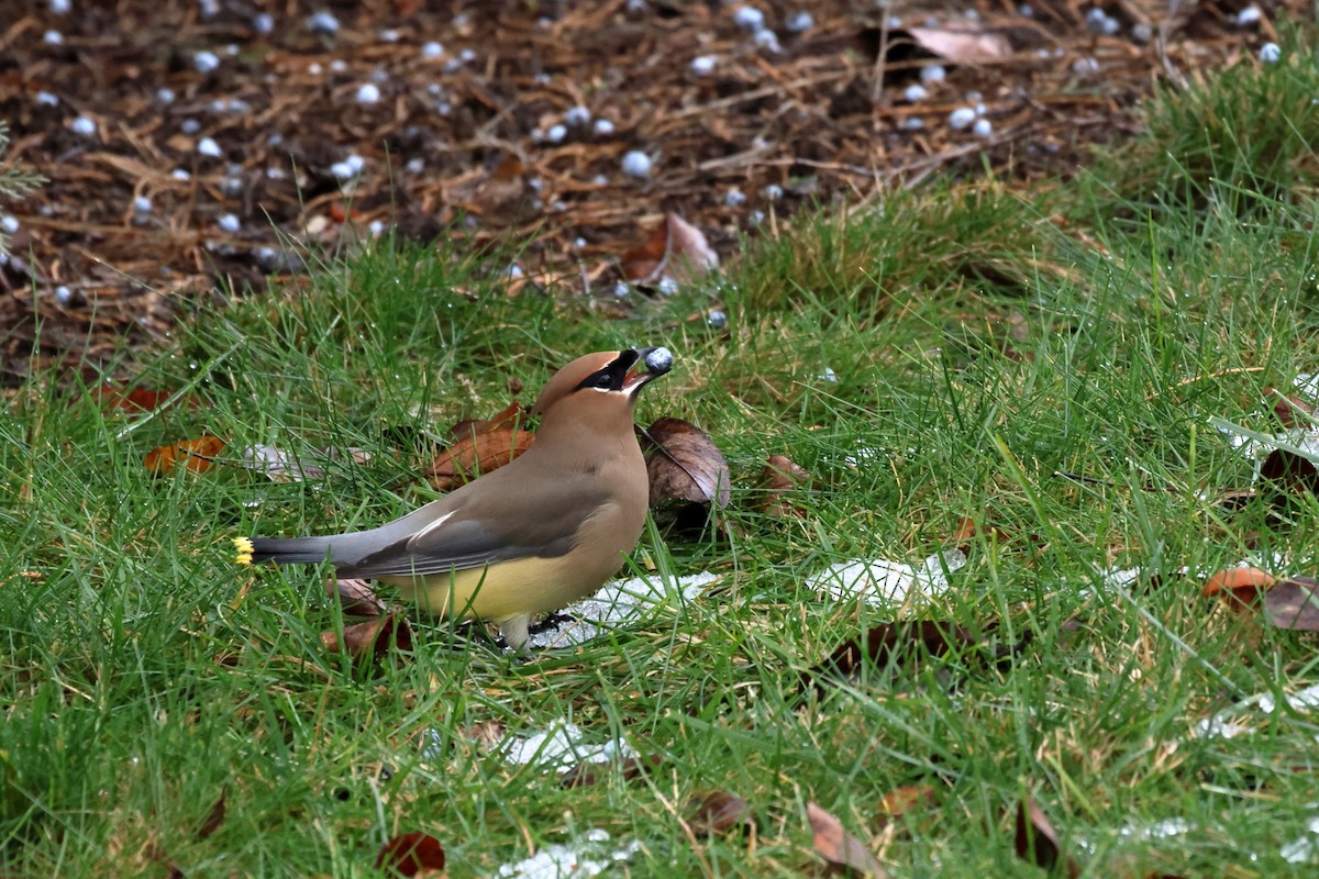 Ampelis Americano - ML647494654