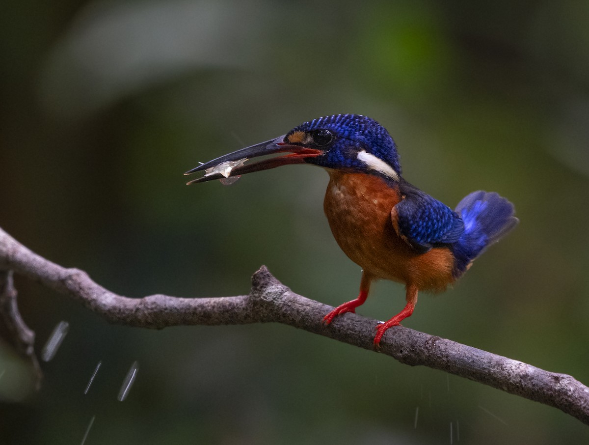 Martín Pescador Meninting - ML647494655