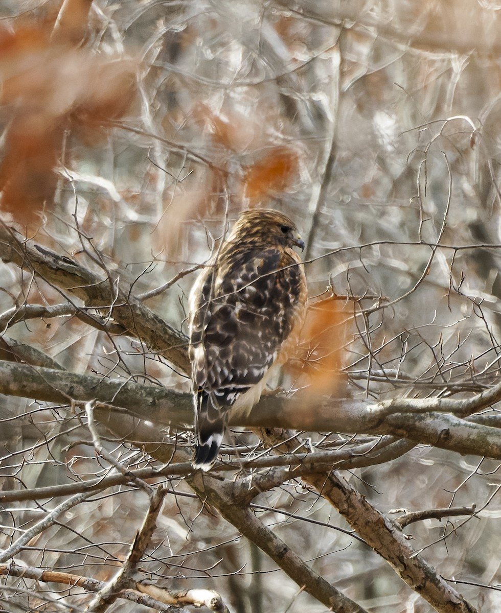 Busardo Pechirrojo - ML647494657