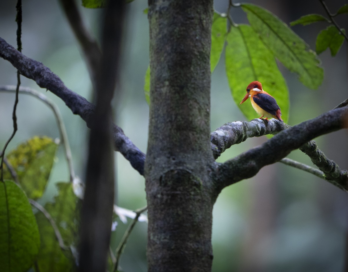 Martín Pigmeo Herrumbroso - ML647494658