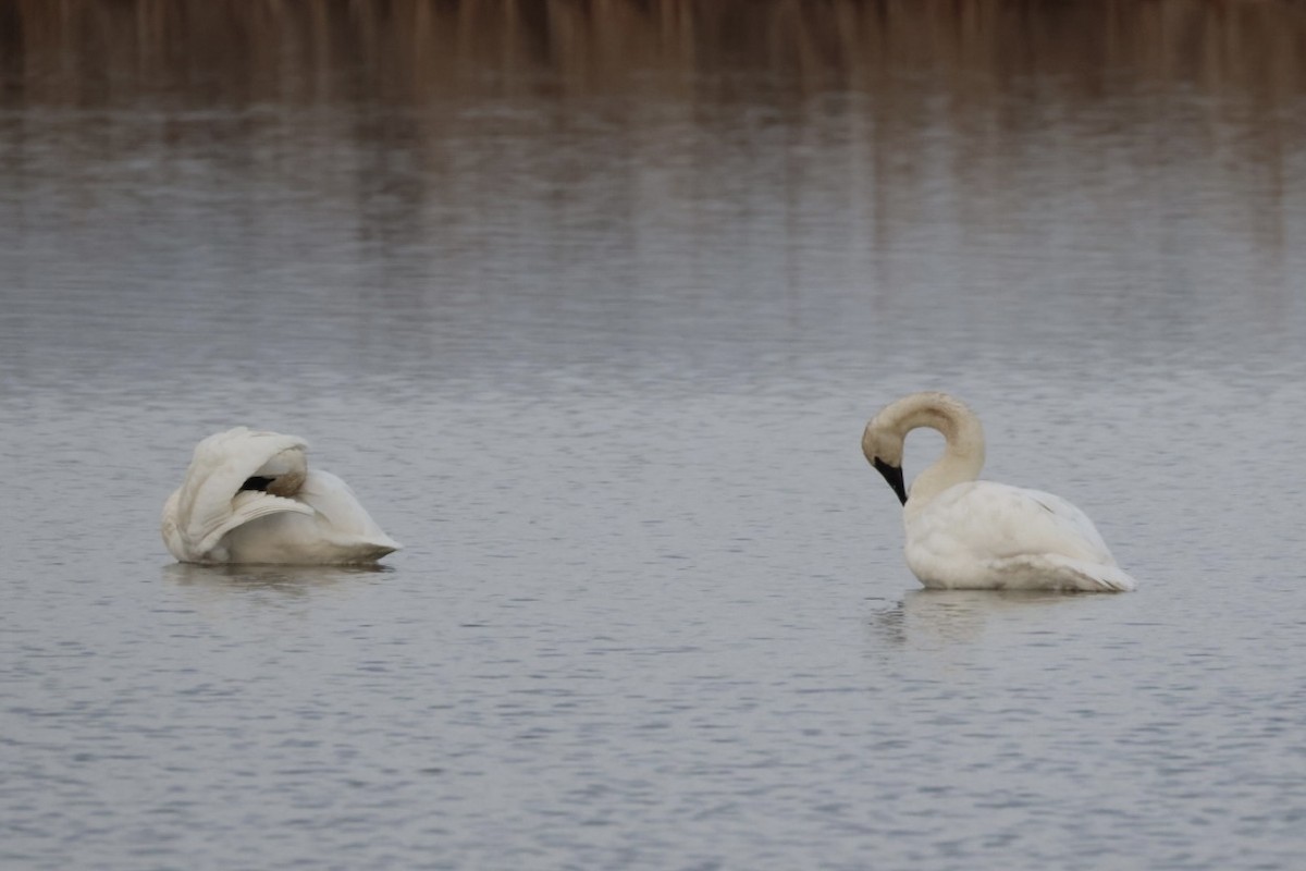 Cisne Trompetero - ML647494659
